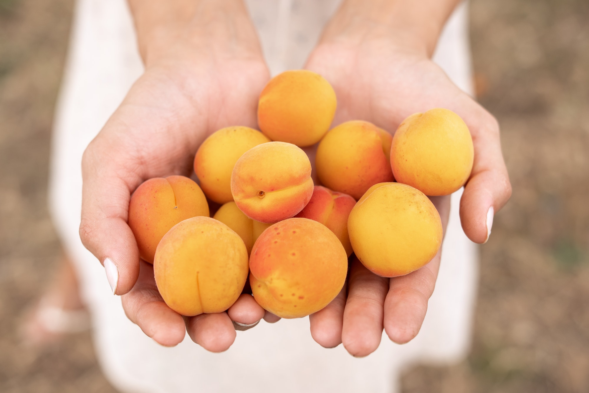 apricot benefits in a pakistani diet